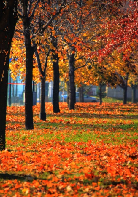 fall-in-montreal-november-6th-tm.jpg